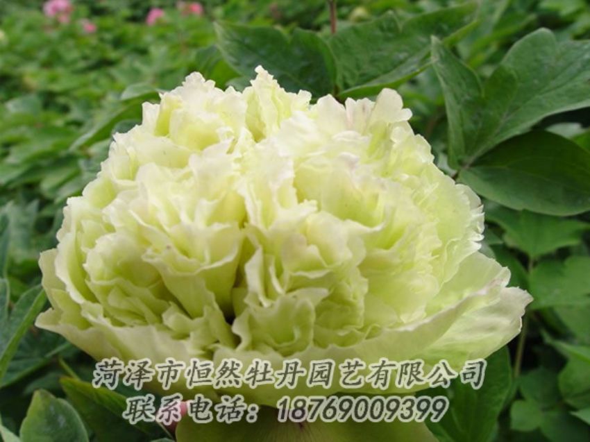 點(diǎn)擊查看詳細(xì)信息<br>標(biāo)題：綠色牡丹 閱讀次數(shù)：1980