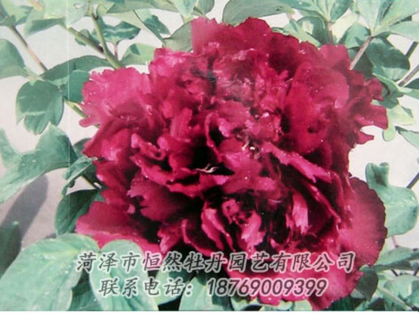 點(diǎn)擊查看詳細(xì)信息<br>標(biāo)題：黑色牡丹 閱讀次數(shù)：2093