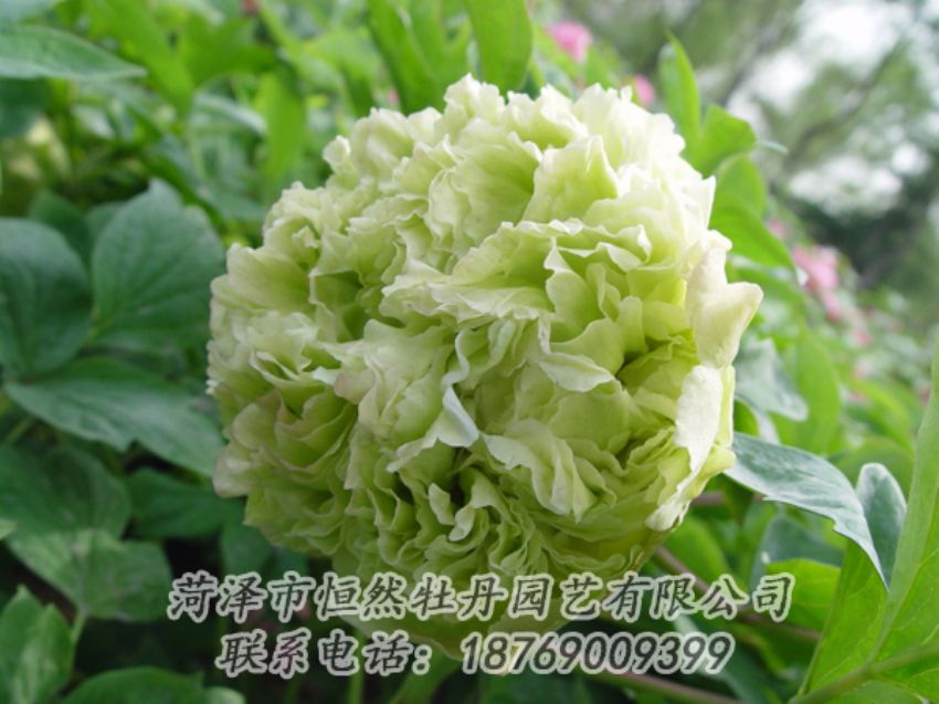 點(diǎn)擊查看詳細(xì)信息<br>標(biāo)題：綠色牡丹 閱讀次數(shù)：2059