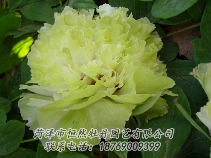點(diǎn)擊查看詳細(xì)信息<br>標(biāo)題：綠色牡丹 閱讀次數(shù)：2118