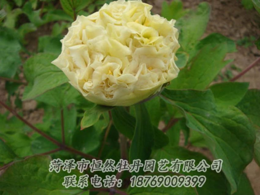 點(diǎn)擊查看詳細(xì)信息<br>標(biāo)題：黃色牡丹 閱讀次數(shù)：2053