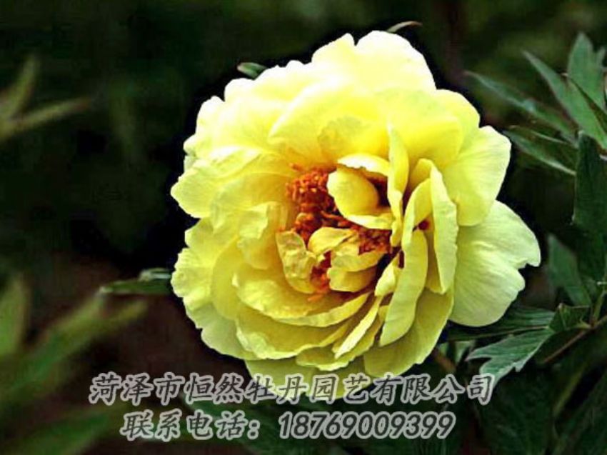 點(diǎn)擊查看詳細(xì)信息<br>標(biāo)題：黃色牡丹 閱讀次數(shù)：1963