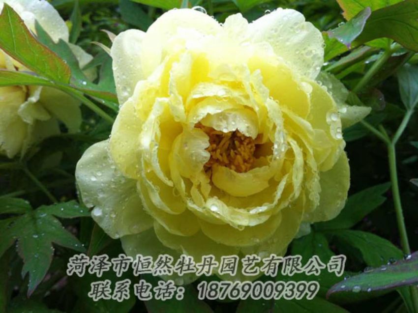 點(diǎn)擊查看詳細(xì)信息<br>標(biāo)題：黃色牡丹 閱讀次數(shù)：1932