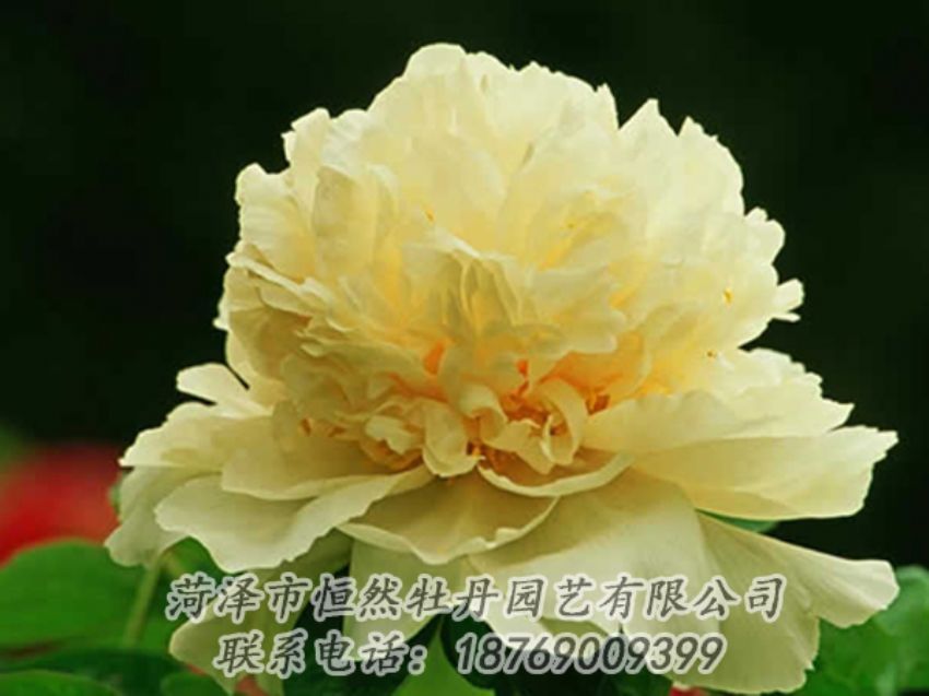 點(diǎn)擊查看詳細(xì)信息<br>標(biāo)題：黃色牡丹 閱讀次數(shù)：1986