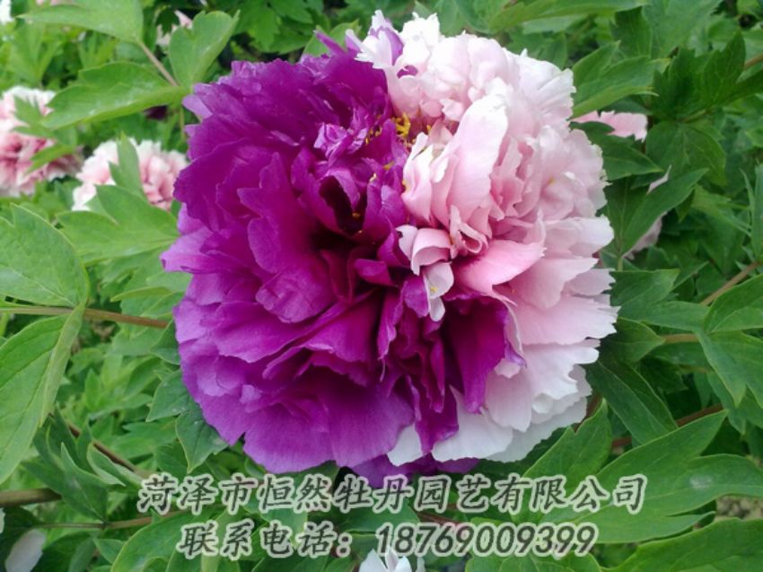 點(diǎn)擊查看詳細(xì)信息<br>標(biāo)題：復(fù)色牡丹 閱讀次數(shù)：2105
