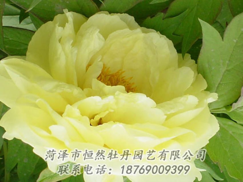 點(diǎn)擊查看詳細(xì)信息<br>標(biāo)題：黃色牡丹 閱讀次數(shù)：2025