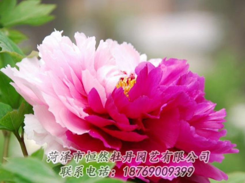 點(diǎn)擊查看詳細(xì)信息<br>標(biāo)題：花二喬 閱讀次數(shù)：2056