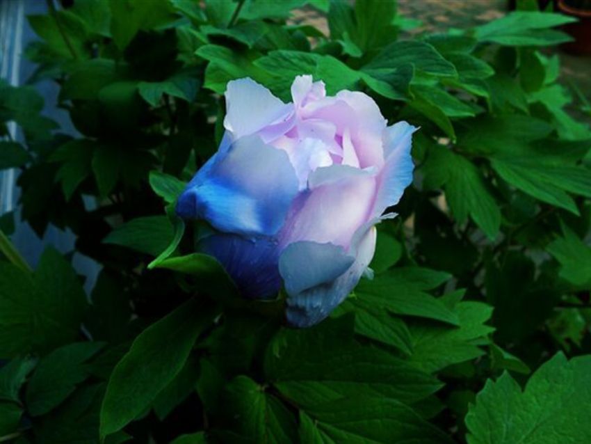點(diǎn)擊查看詳細(xì)信息<br>標(biāo)題：藍(lán)花魁 閱讀次數(shù)：2287