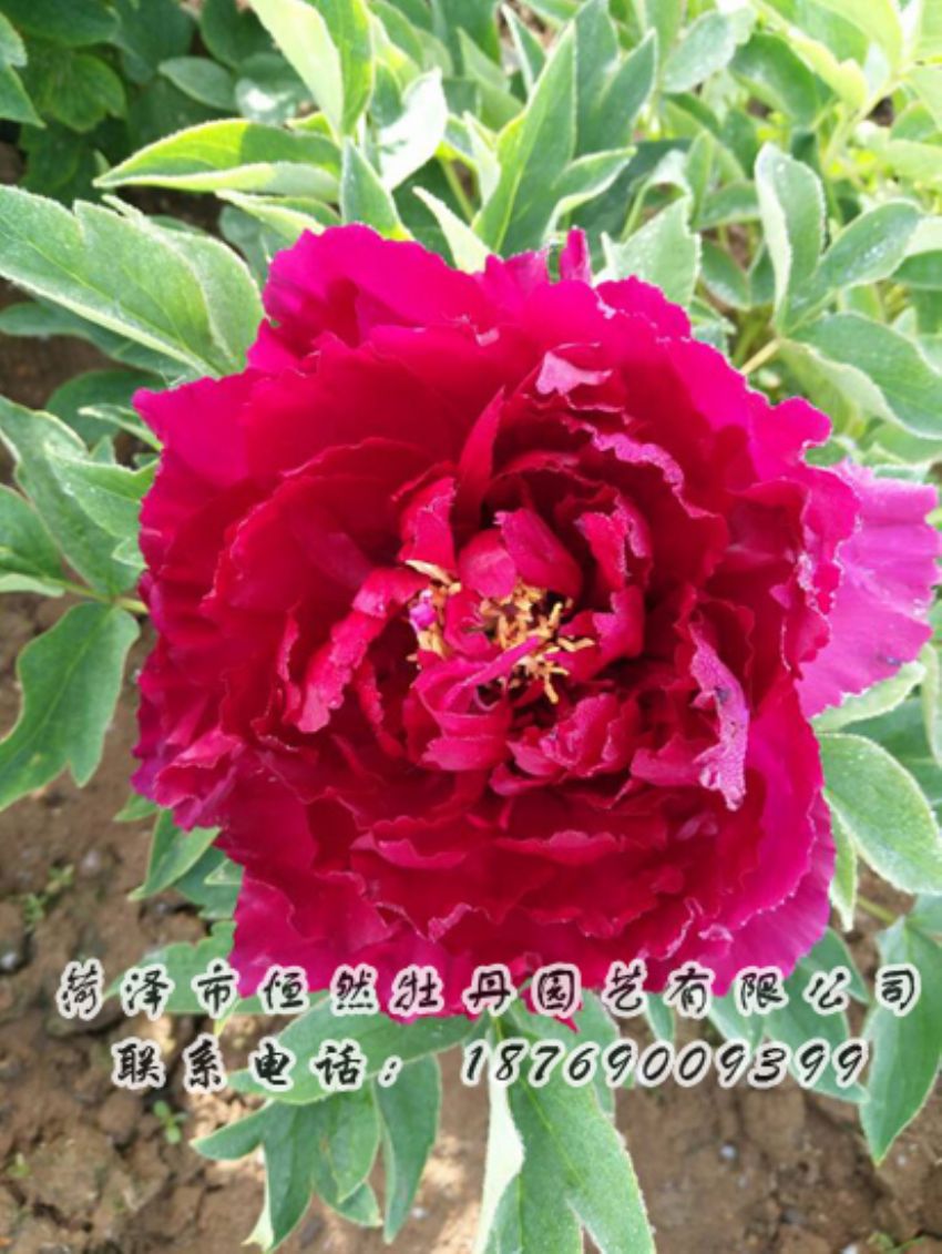 點(diǎn)擊查看詳細(xì)信息<br>標(biāo)題：紅色牡丹 閱讀次數(shù)：1947