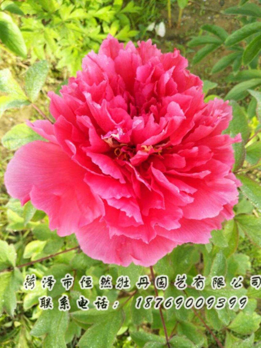 點(diǎn)擊查看詳細(xì)信息<br>標(biāo)題：紅色牡丹 閱讀次數(shù)：1987