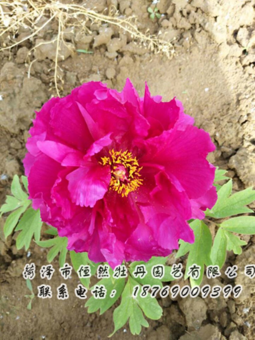 點(diǎn)擊查看詳細(xì)信息<br>標(biāo)題：紅色牡丹 閱讀次數(shù)：2046