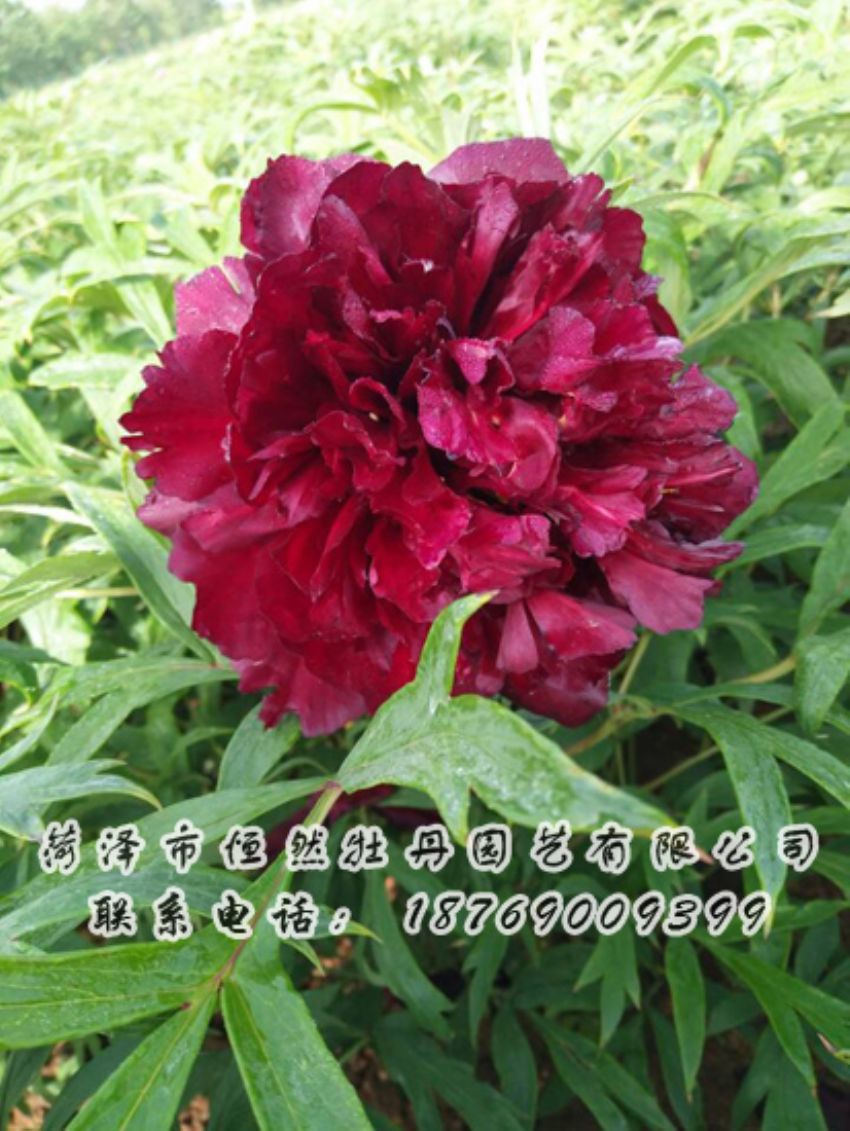 點(diǎn)擊查看詳細(xì)信息<br>標(biāo)題：黑色牡丹 閱讀次數(shù)：2024