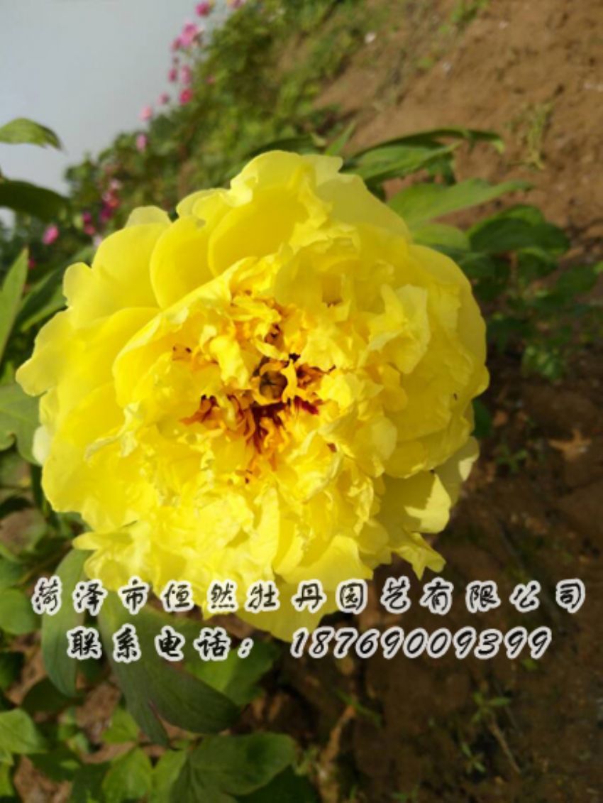 點(diǎn)擊查看詳細(xì)信息<br>標(biāo)題：黃色牡丹 閱讀次數(shù)：2029