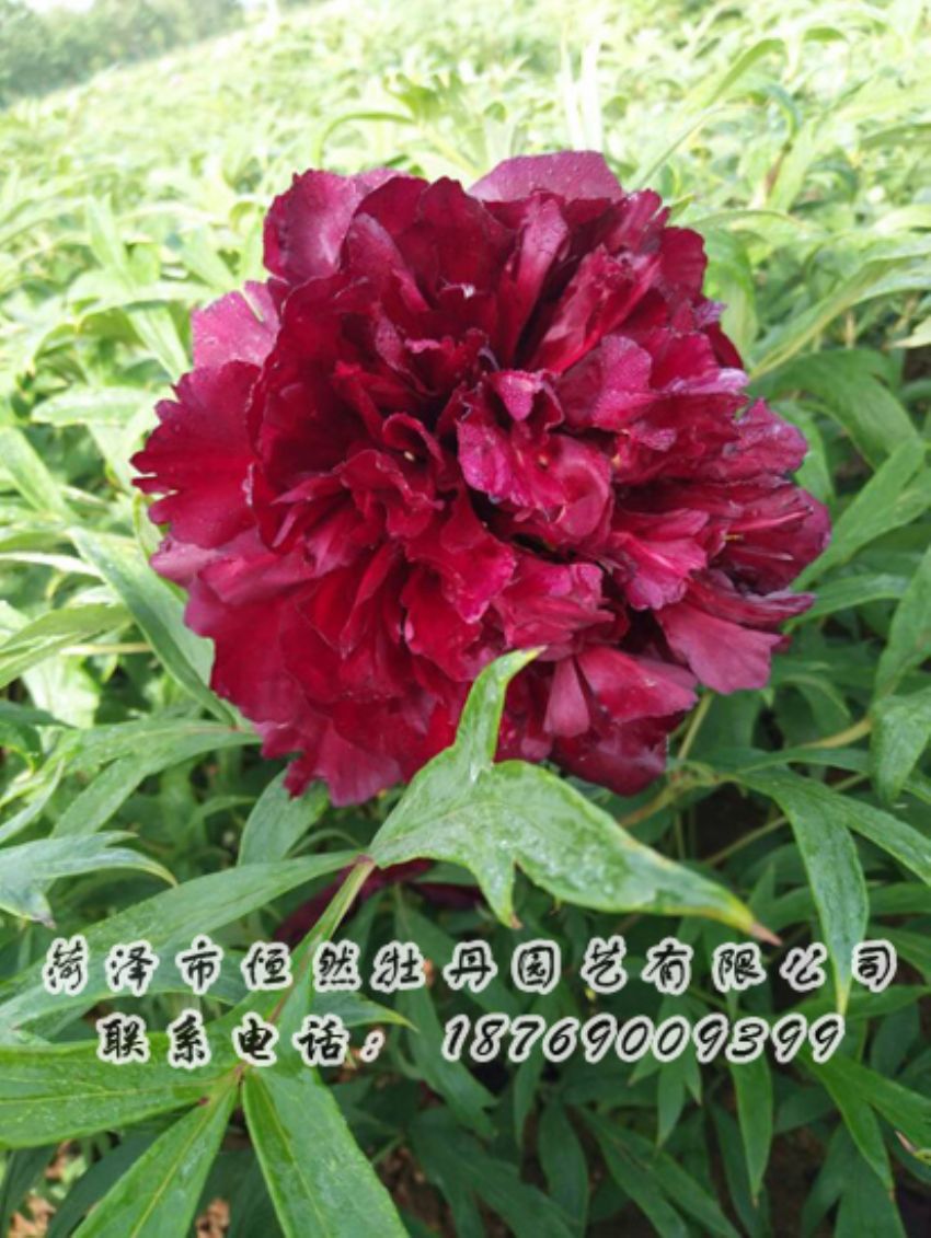 點(diǎn)擊查看詳細(xì)信息<br>標(biāo)題：黑色牡丹 閱讀次數(shù)：1904