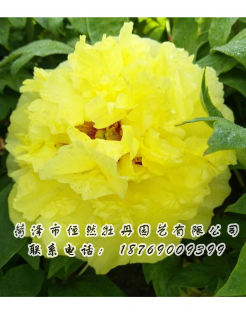 點(diǎn)擊查看詳細(xì)信息<br>標(biāo)題：黃色牡丹 閱讀次數(shù)：2101