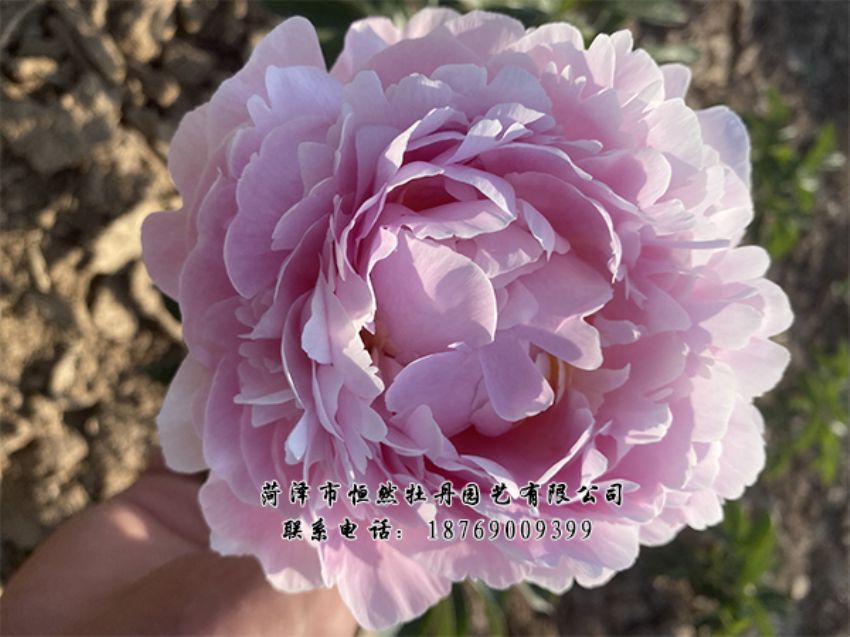 點(diǎn)擊查看詳細(xì)信息<br>標(biāo)題：進(jìn)口芍藥 閱讀次數(shù)：455