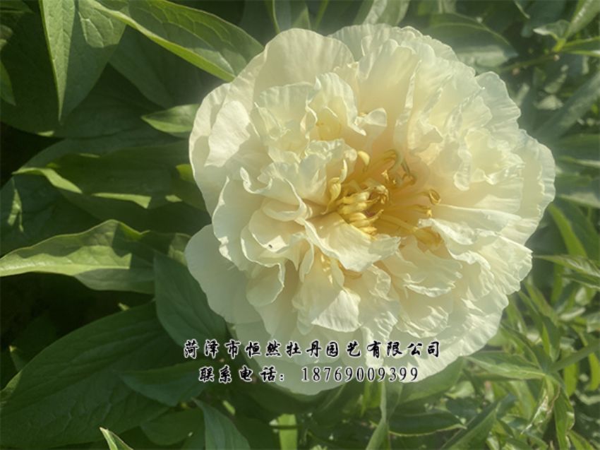 點(diǎn)擊查看詳細(xì)信息<br>標(biāo)題：進(jìn)口芍藥 閱讀次數(shù)：478