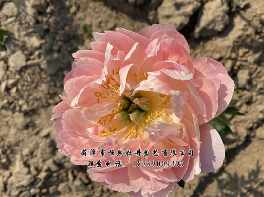 點(diǎn)擊查看詳細(xì)信息<br>標(biāo)題：進(jìn)口芍藥 閱讀次數(shù)：471