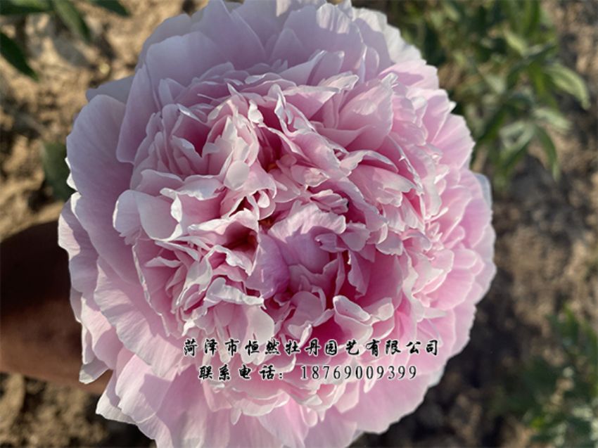 點(diǎn)擊查看詳細(xì)信息<br>標(biāo)題：進(jìn)口芍藥 閱讀次數(shù)：471