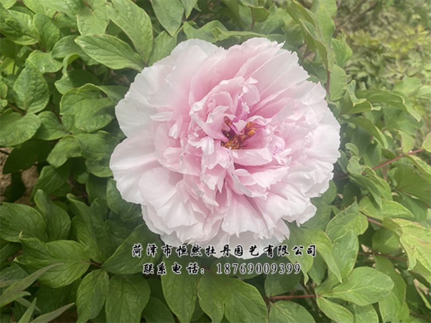 點(diǎn)擊查看詳細(xì)信息<br>標(biāo)題：進(jìn)口芍藥 閱讀次數(shù)：454