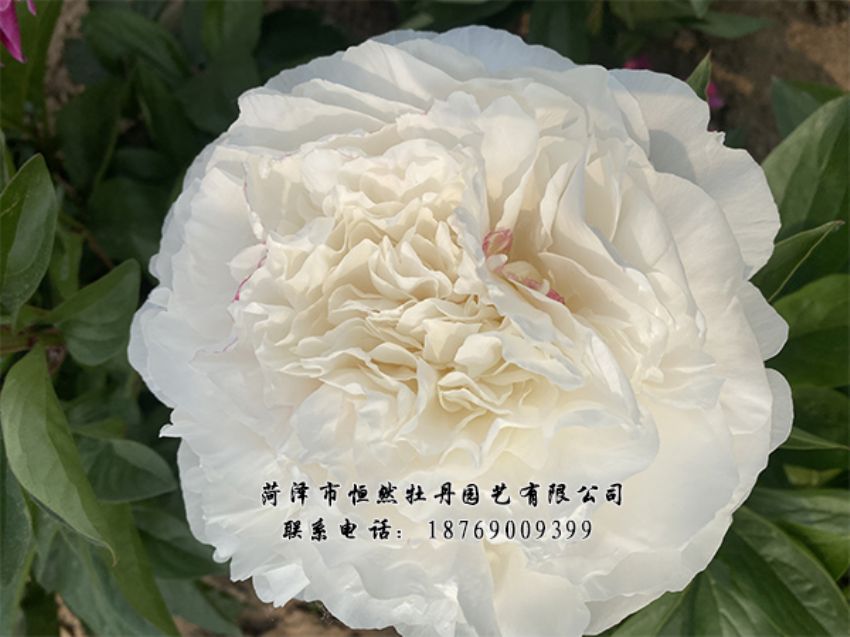 點(diǎn)擊查看詳細(xì)信息<br>標(biāo)題：進(jìn)口芍藥 閱讀次數(shù)：483