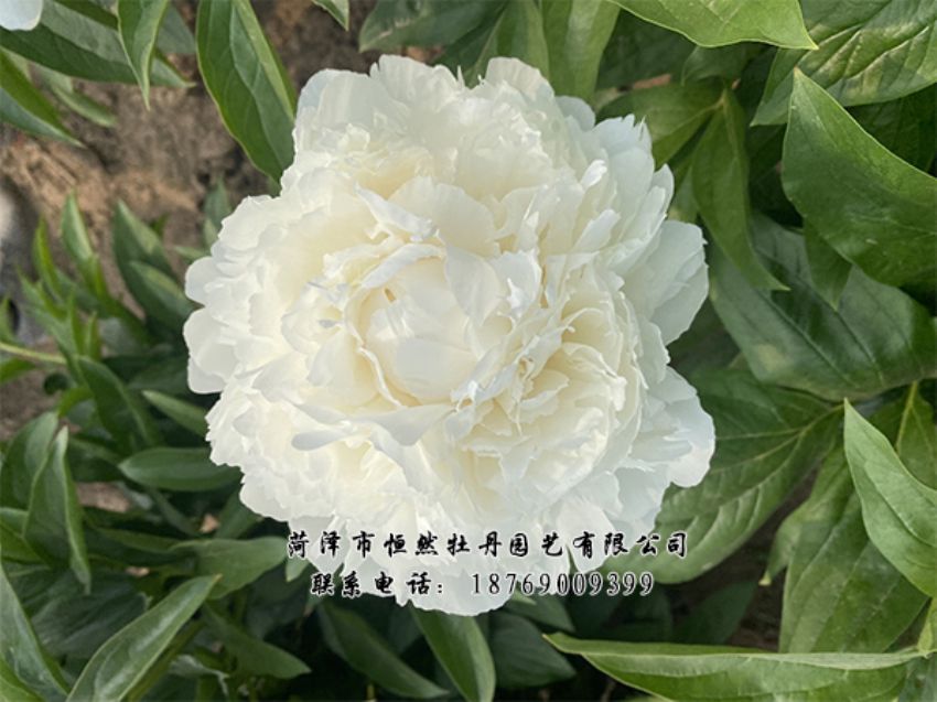 點(diǎn)擊查看詳細(xì)信息<br>標(biāo)題：進(jìn)口芍藥 閱讀次數(shù)：468
