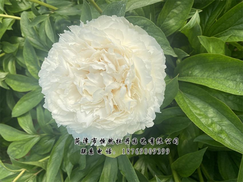 點(diǎn)擊查看詳細(xì)信息<br>標(biāo)題：進(jìn)口芍藥 閱讀次數(shù)：474