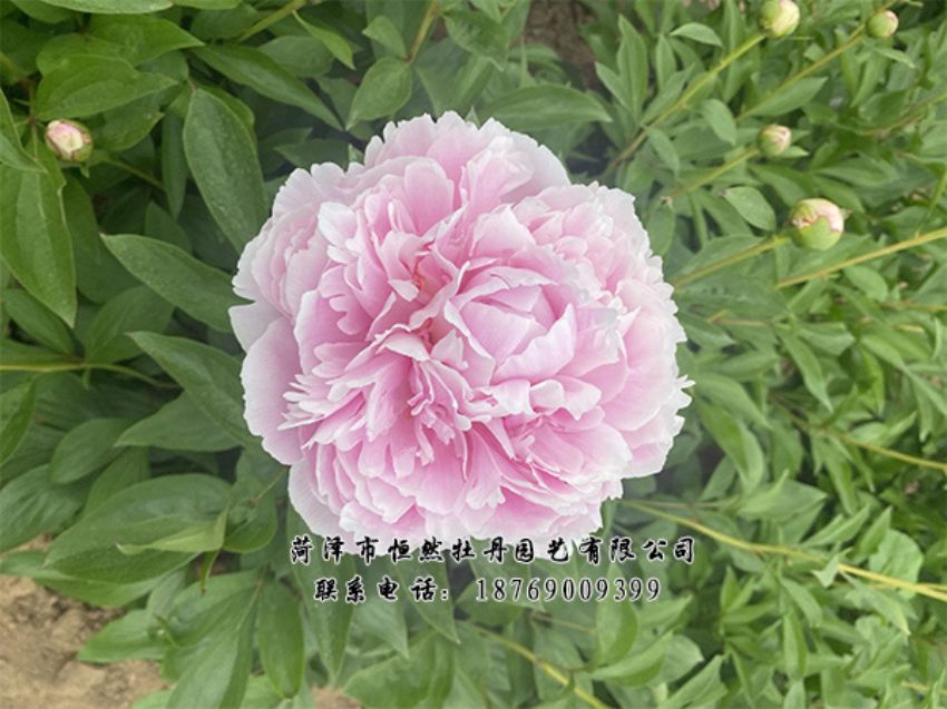 點(diǎn)擊查看詳細(xì)信息<br>標(biāo)題：進(jìn)口芍藥 閱讀次數(shù)：460