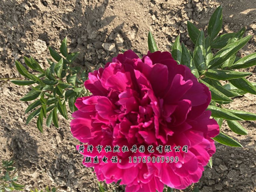 點(diǎn)擊查看詳細(xì)信息<br>標(biāo)題：進(jìn)口芍藥 閱讀次數(shù)：448