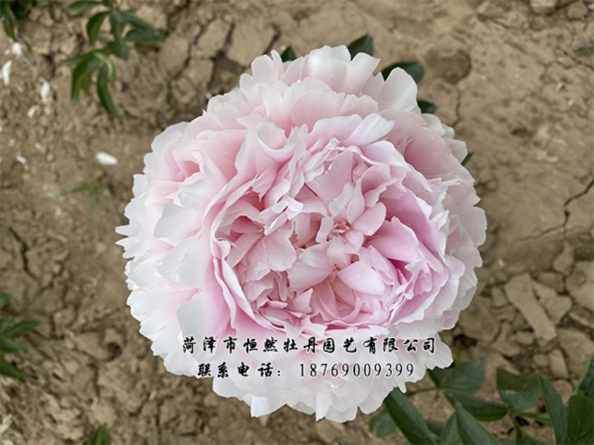 點(diǎn)擊查看詳細(xì)信息<br>標(biāo)題：進(jìn)口芍藥 閱讀次數(shù)：454