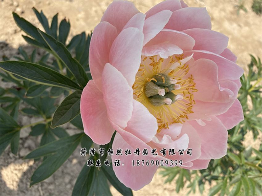 點(diǎn)擊查看詳細(xì)信息<br>標(biāo)題：進(jìn)口芍藥 閱讀次數(shù)：456