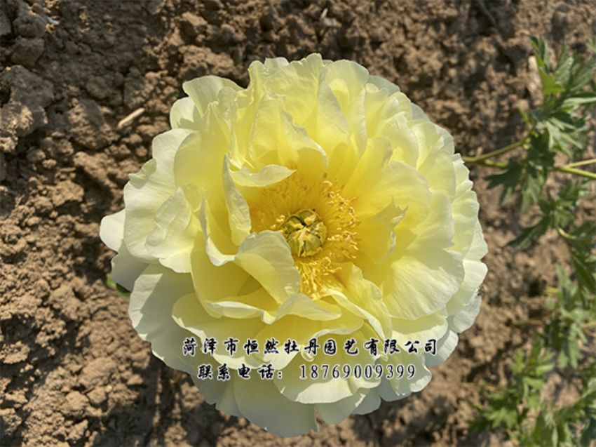 點(diǎn)擊查看詳細(xì)信息<br>標(biāo)題：進(jìn)口芍藥 閱讀次數(shù)：444