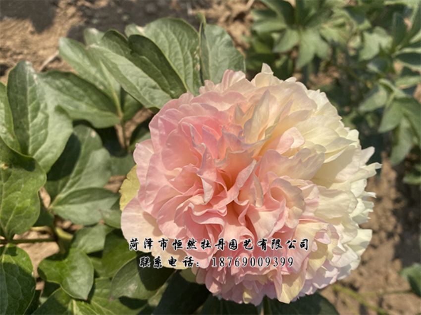 點(diǎn)擊查看詳細(xì)信息<br>標(biāo)題：進(jìn)口芍藥 閱讀次數(shù)：473
